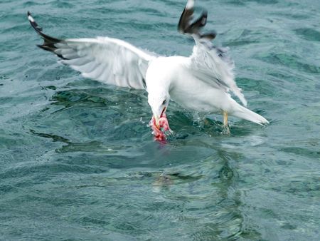 Seagull catching,  the prey in the beakの写真素材