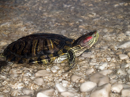 Turtle at the bank
