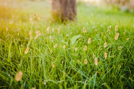 grassの写真素材