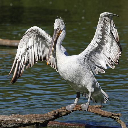 pelican wingsの写真素材