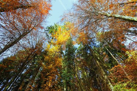 autumn colorsの写真素材