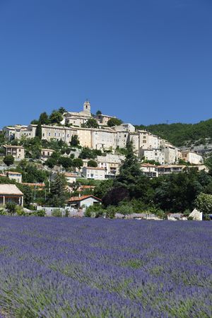 lavender townの写真素材