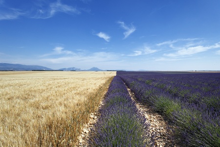 wheat and lavender fieldの写真素材