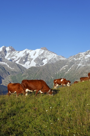 alpine cowsの写真素材