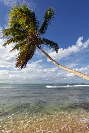 palm on the seaの写真素材