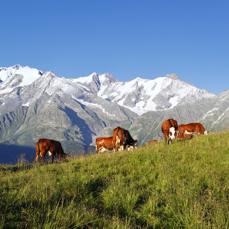 mountain cow squareの写真素材