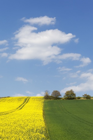 rape field and cloudの写真素材