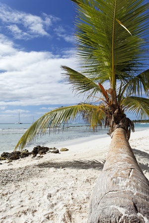 on the palmの写真素材