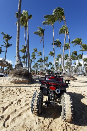 quad and palmsの写真素材