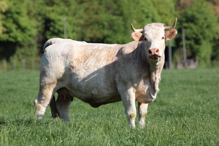 big white cowの写真素材