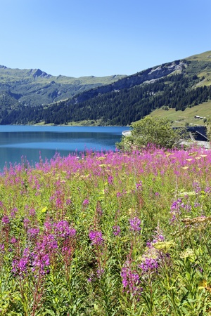 flowers of lakeの写真素材