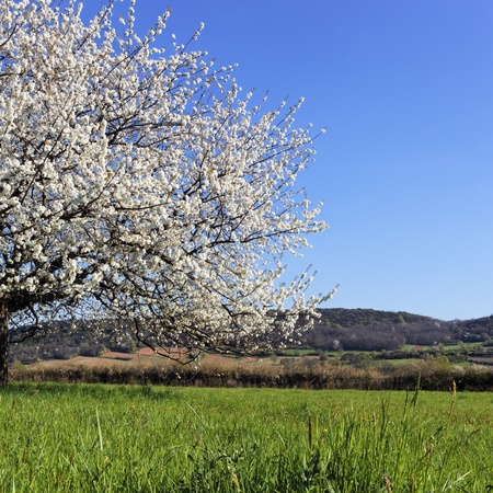 beautiful tree with white flowers on grenn grassの写真素材