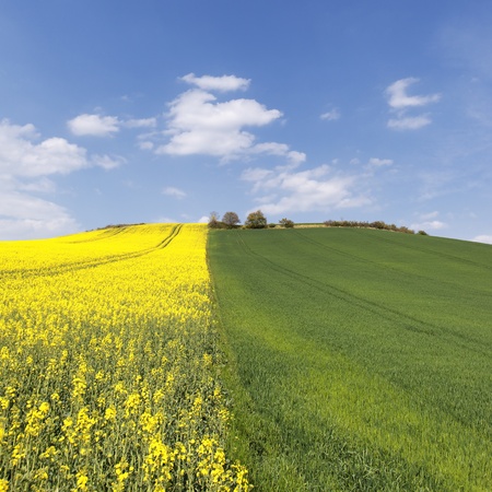 rape field and blue sky in summerの写真素材