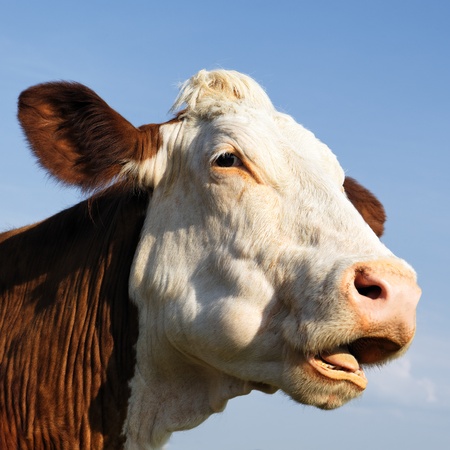 portrait of beautiful cow in blue skyの写真素材