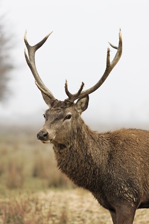 beautiful deer in a forest in autumnの写真素材