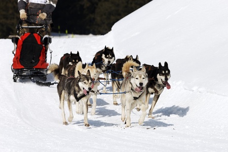 husky race on alpine mountain in winterの写真素材