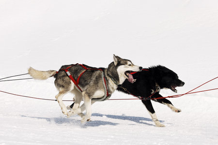 husky race on alpine mountain in winter