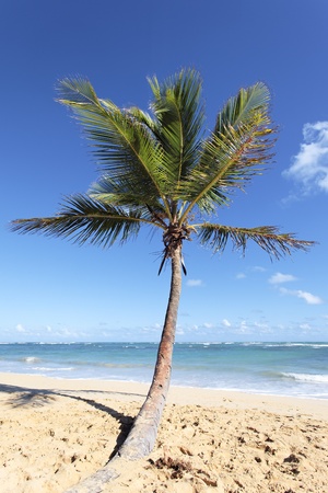 beautiful caribbean beach with palm trees in summerの写真素材