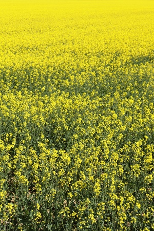 rape field in french country in summerの写真素材