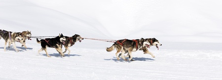husky race on alpine mountain in winterの写真素材