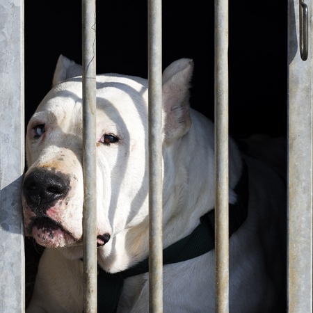 dangerous dog with big head in a cageの写真素材
