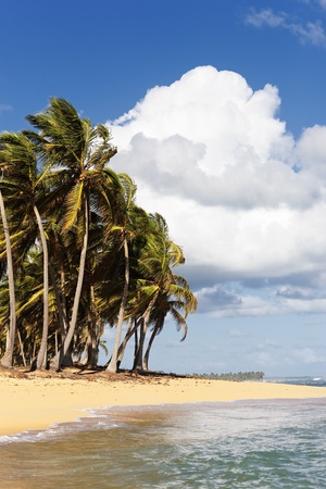 beautiful caribbean beach with palm trees and cloudsの写真素材