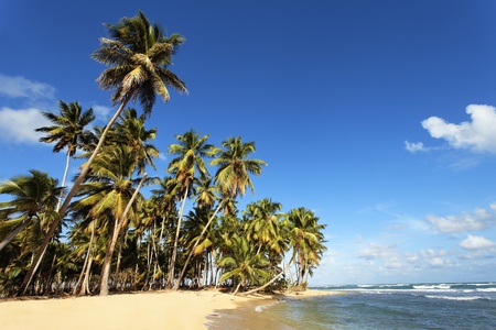 beautiful caraï¿½bean beach with palm trees and blue skyの写真素材