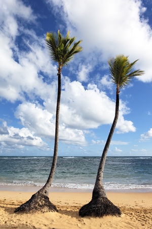 caribbean beach with palm trees and blue skyの写真素材