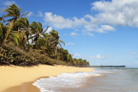 beautiful caribbean beach with palm trees and skyの写真素材