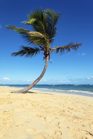 beautiful caribbean beach with palm tree and blue skyの写真素材