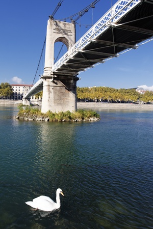 Footbridge and swan on Rhone river in Lyon cityの写真素材