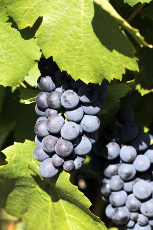 a mature grape-vine wait the harvesting in Franceの写真素材