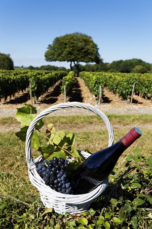 bottle of wine and grappes in basketの写真素材