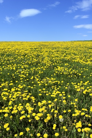 Dandelion field against blue cloudy sky in Franceの写真素材