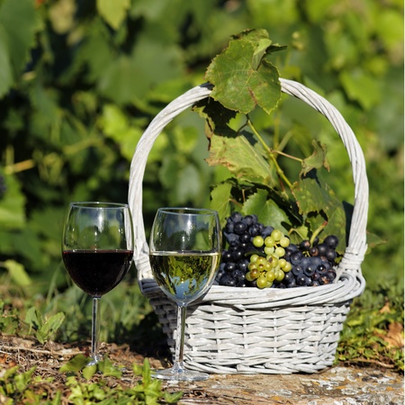 two glasses of wine and grappes in basket in a fieldの写真素材