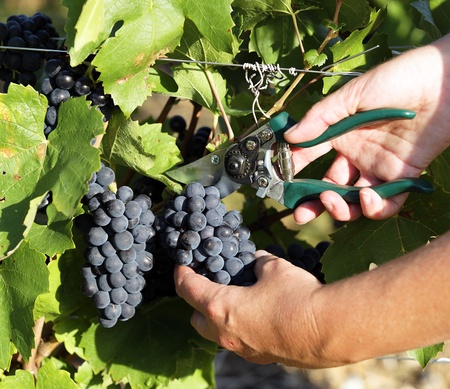 woman hands harvesting grapes in a fieldsの写真素材