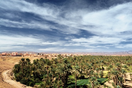 Date palms in oasis in Sahara desert の写真素材