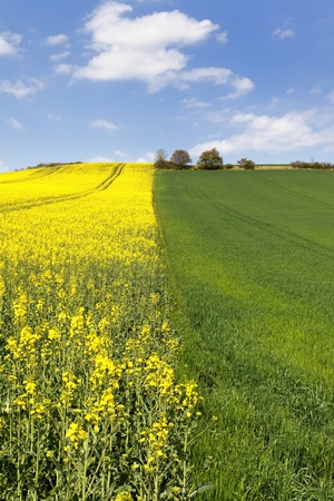 rape field and blue sky with clouds in springの写真素材