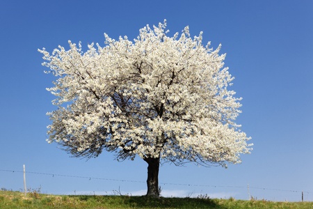 white tree and green grass in blue skyの写真素材