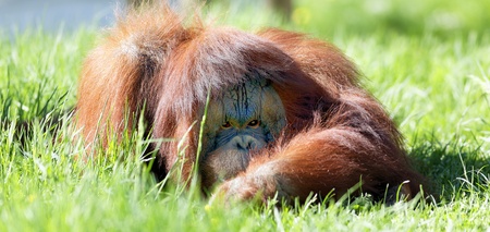 oran utan lying in the green grassの写真素材
