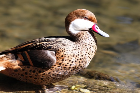red beak duck on water in morning lightの写真素材