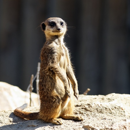 standing meerkat in morning light in a zooの写真素材