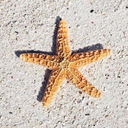 orange seastar on sand on a caribbean beachの写真素材