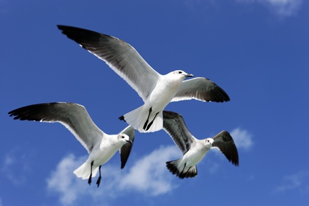 three seagulls flying in blue sky in Mexicoの写真素材