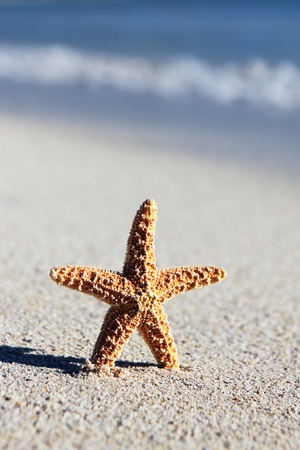 little orange seastar on a caribbean beachの写真素材