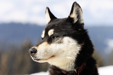 head of husky dog on alpine mountain in winterの写真素材