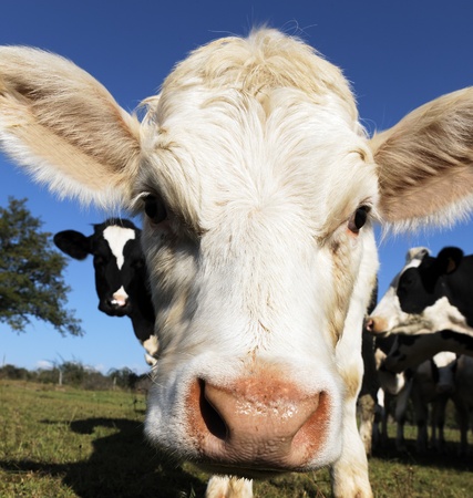portrait of white calf head in blue skyの写真素材