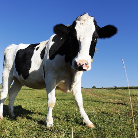black and white cow on green grass with blue skyの写真素材