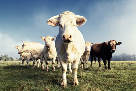 white cows on a farmland in France in autumnの写真素材
