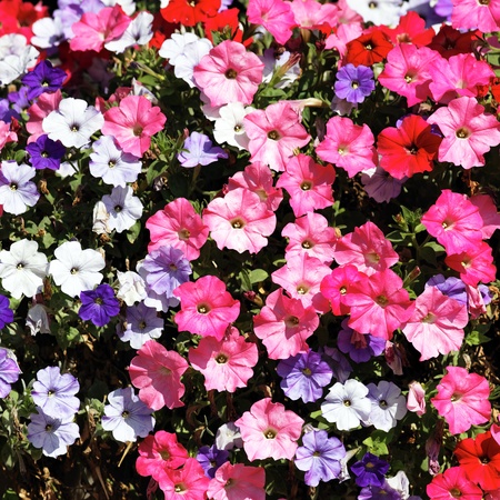 pink, red, white and violet flowers in springの写真素材